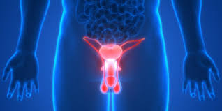 We did not find results for: Aparato Reproductor Masculino Funciones Y Caracteristicas