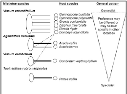 Image result for Agelanthus natalitius