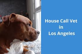 South los angeles shelter intervention program. House Call Vet In Los Angeles Blog