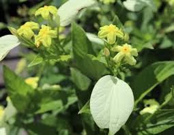 Image result for Mussaenda rivularis