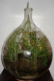 Jardin En Bombonne Plantes Dans Une Dame Jeanne Accessoires De Maison Par Lampozon Bombonne Jardins Dame Jeanne En Verre