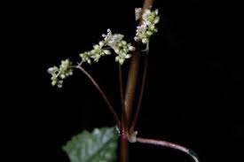 Image result for Heteromorpha involucrata