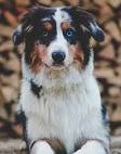 Australian Shepherd & Siberian Husky Mix: Info, Pictures ...
