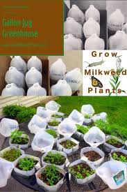 Winter Sowing 101 Kevin Lee Jacobs Milkweed Plant Monarch Butterfly Garden Milkweed Seeds