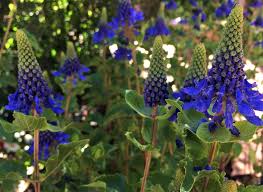 Image result for Pycnostachys orthodonta