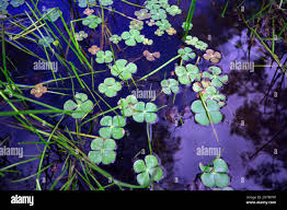 Image result for Marsilea macrocarpa