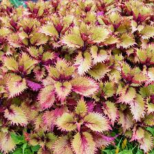 Image result for Coleus hereroensis