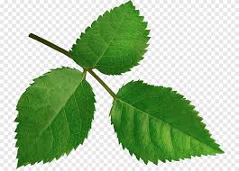 Di antaranya dengan kelenjar tulang daun yang lebih jauh dari pangkal. Taman Daun Bunga Mawar Daun Daun Batang Tanaman Png Pngegg