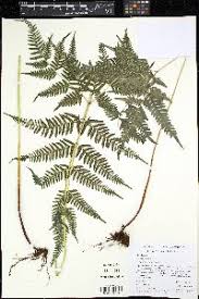Image result for Pteris intricata