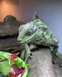 520 Bearded Dragons Friends Ideas In 2021 Bearded Dragon Reptiles Cute Reptiles