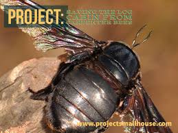 You Can T Prevent Carpenter Bees But You Have To Fight Them Insecticide Only Works For A Couple Of Weeks If The Bees Don T Eat Carpenter Bee Bee Projects