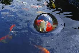 Get pond size tips, learn about filtration and aeration and discover the best temperature and ph levels for keeping fish healthy. Velda Floating Koi Fish Viewing Dome Floats In Your Pond Or Watergarden