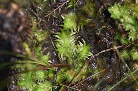 Image result for Lycopodiella sarcocaulon