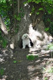 Lhasa Apso Down The Rabbit Hole U Didnt See Me Right O Lhasa Apso