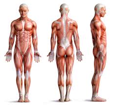 If you know the logic of how a muscle name was derived, it often makes it easier to remember that. Dpt 208 A P Muscular System Muscle Names Marc Edwards