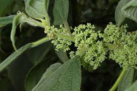 Image result for Urera