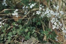 Image result for Cardamine