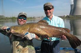 Written accounts on record of these fish taking children under. Is This The Next World Record Catfish