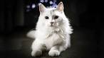 Turkish Angora Kittens for Sale & Cats for Adoption ...