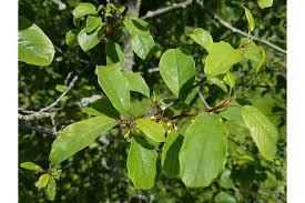 Image result for Rhamnus prinoides