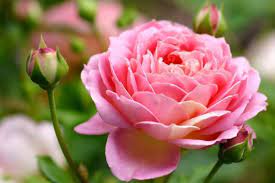 Rosa Damascena, la Regina delle Rose - proprietà e benefici - Passione  Henné, tingere e curare i capelli in modo naturale