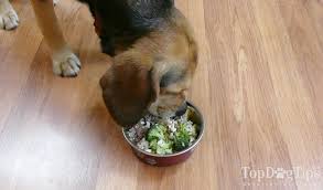 (low carb dog food recipe) food which contains low carbs is mostly used when the dog is having issues of diabetes, yeast, infection, allergy etc. Homemade Dog Food For Pancreatitis Recipe Helps To Manage The Condition