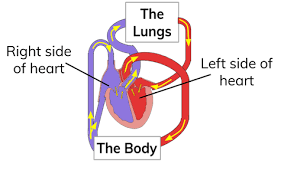 What Is The Double Circulatory System Definition From