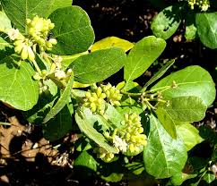 Image result for Crossopteryx