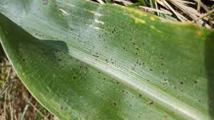 corn disease and nutritive value considerations for the 2019