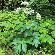 Image result for Agrocharis