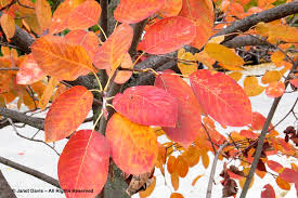 Image result for Amelanchier laevis