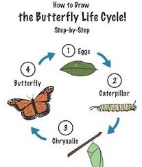 How To Draw A Butterfly Life Cycle Butterfly Life Cycle Life Cycles Stages Of A Butterfly