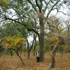 Image result for Otiophora pycnostachys