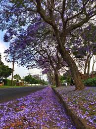 Toowoomba Queensland A Beautiful Jacaranda Tree Jacaranda Tree Toowoomba Garden City
