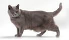 Chartreux Cat Breed Profile | Petfinder