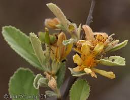 Image result for Grewia flava