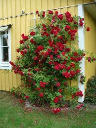 Different Styles For Making Trellis For Climbing Roses Climbing Roses Trellis Rose Trellis Climbing Roses
