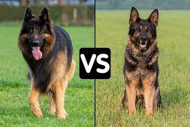 Check spelling or type a new query. Difference Between King Shepherd And German Shepherd Shepherds Bone