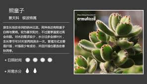 100种常见多肉植物图鉴 多肉植物常见问题解答 二木花花男 新浪博客 planting succulents succulents plants