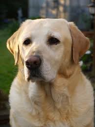 My Beautifull Emma How I Miss You Lab Dogs Beautiful Dogs Dog Portraits
