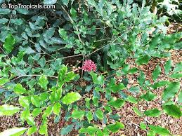 Image result for Rourea coccinea