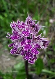 Image result for Ypsilopus erectus