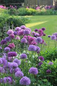 It has both orange sepals and blue petals. 15 Excellent Diy Backyard Decoration Outside Redecorating Plans 13 Painted Metal Barrels Purple Garden Flower Garden Plants