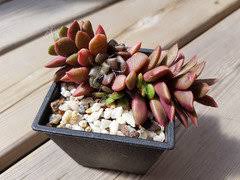 Image result for Anacampseros subnuda