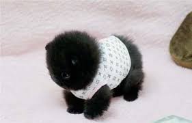 We did not find results for: 16 Super Cute Baby Puppies Photos Design Swan