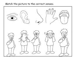 This produce includes 16 coloring pages about the five senses. Free 5 Senses Worksheet For Kids Crafts And Worksheets For Preschool Toddler And Kindergarten