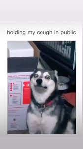 Pin On The Radical Pets