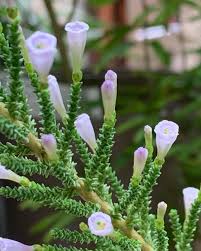 Image result for Fabiana imbricata