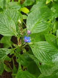 Image result for Eranthemum pulchellum