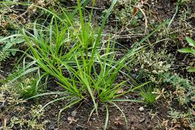 Image result for Cyperus esculentus